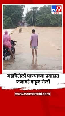 गडचिरोली पाण्याच्या प्रवाहात जनावरे वाहून गेली-1722978