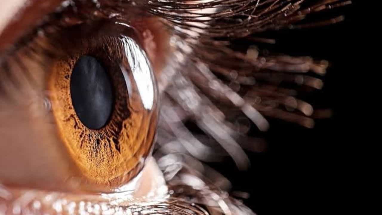 डोळ्यांचा कॉर्निया मनुष्य मेल्यानंतरही १२ ते २४ तासांत काढता येऊ शकतो. याचा वापर डोळ्यांच्यासाठी केला जातो. कारण मेल्यानंतर डोळ्याचा कॉर्निया बराच काळ जीवंत राहातो.