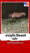 आदिवासी मुलांच्या आश्रम शाळेजवळ दोन बिबट्यांचा मुक्त संचार