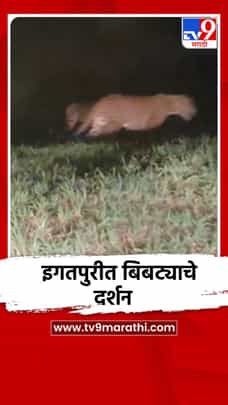 आदिवासी मुलांच्या आश्रम शाळेजवळ दोन बिबट्यांचा मुक्त संचार-1715130