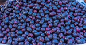 Jamun Fruit : जांभूळ खाल्ल्याने शरीराला नेमके काय फायदे होतात?