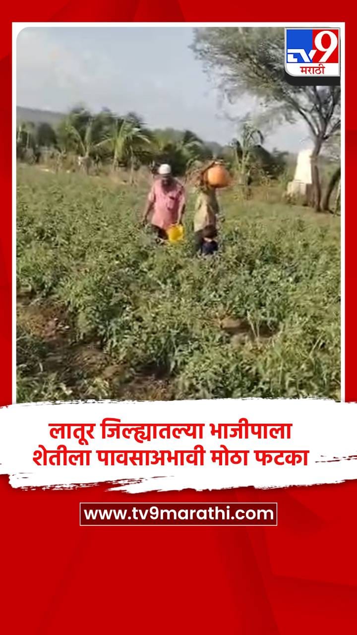 लातूर जिल्ह्यातल्या भाजीपाला शेतीला पावसाअभावी मोठा फटका-1717151