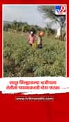 लातूर जिल्ह्यातल्या भाजीपाला शेतीला पावसाअभावी मोठा फटका