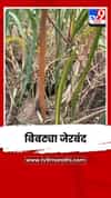 पळसखेड शिवारातून बिबट्या जेरबंद; शेतकऱ्यांना दिलासा