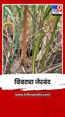 पळसखेड शिवारातून बिबट्या जेरबंद; शेतकऱ्यांना दिलासा-1716311