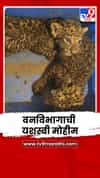 वनविभागाची यशस्वी मोहीम; बिबट्याच्या दोन छाव्यांना मिळाला आधार