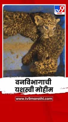 वनविभागाची यशस्वी मोहीम; बिबट्याच्या दोन छाव्यांना मिळाला आधार-1722931