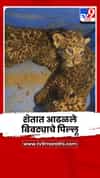 गोंदियातील शेतात आढळले बिबट्याचे दोन पिल्लू