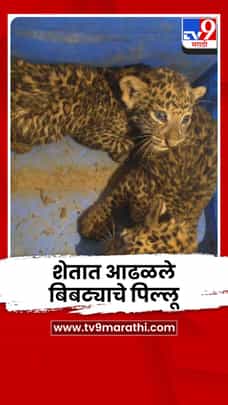 गोंदियातील शेतात आढळले बिबट्याचे दोन पिल्लू-1720584