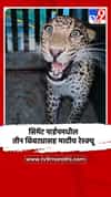 सिमेंट पाईपमधील तीन बिबट्यासह मादीच रेस्क्यू