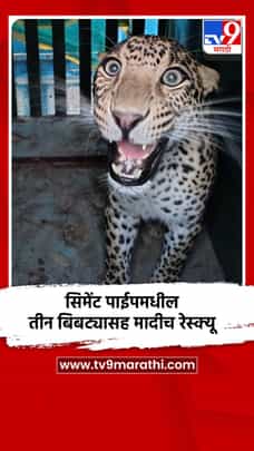 सिमेंट पाईपमधील तीन बिबट्यासह मादीच रेस्क्यू-1706867