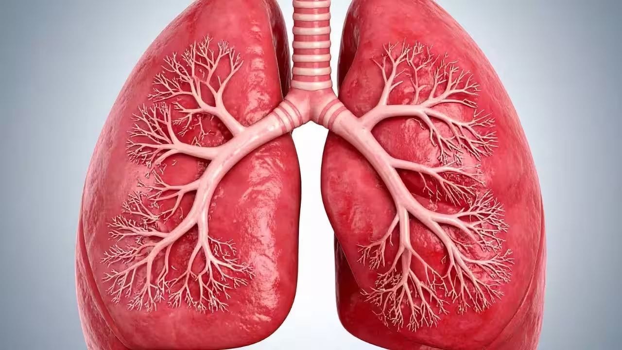 फुप्फुसाचा वापर देखील कमी वेळेत करायला पाहिजे. या अवयवाचा वापर सहा तासांच्या आत करणे चांगले मानले जाते. मानवाच्या मृत्यूनंतरही हे सात तास सहज काम करु शकते.