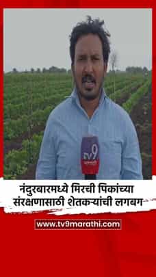 नंदुरबारमध्ये मिरची पिकांच्या संरक्षणासाठी शेतकऱ्यांची लगबग-1720045