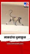 नंदुरबारमध्ये माकडांचा धुमाकूळ; शाळांमध्ये घुसून विद्यार्थी-शिक्षकांवर हल्ले