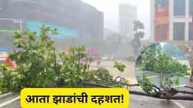 आता झाडांची दहशत... मुंबईपासून पुण्यापर्यंत पडझड सुरूच....