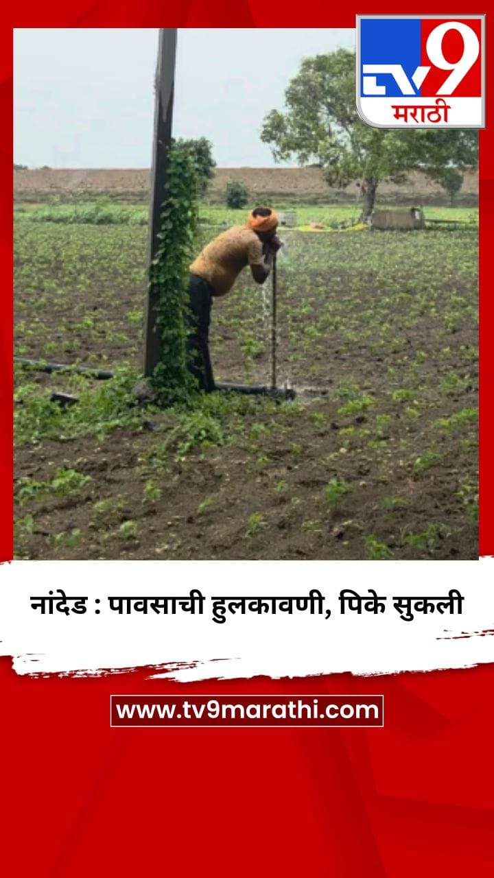 नांदेड : पावसाची हुलकावणी, पिके सुकली-1711571