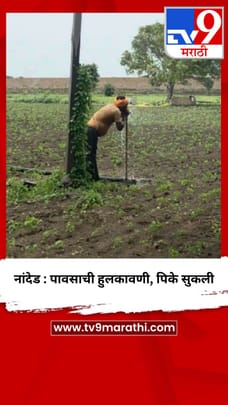 नांदेड : पावसाची हुलकावणी, पिके सुकली