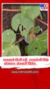 नंदुरबार जिल्हा पावसाविना: शेतकऱ्यांसमोर खरीप पिकांचे व दुबार पेरणीचे आव्हान