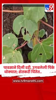नंदुरबार जिल्हा पावसाविना: शेतकऱ्यांसमोर खरीप पिकांचे व दुबार पेरणीचे आव्हान-1713403