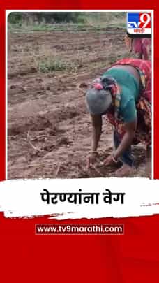 नंदुरबार जिल्ह्यात पेरणीयोग्य पाऊस; उर्वरित 1 लाख 7 हजार हेक्टरवर पेरण्यांना वेग-1720593