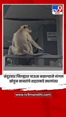 नंदूरबार जिल्ह्यात पाऊस नसल्याने जंगल सोडून वानरांचे शहराकडे स्थलांतर-1714807