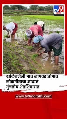 खोळंबलेली भात लागवड जोमात, लोकगीताचा आवाज गुंजतोय शेतशिवारात-1708405