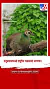 नंदुरबारमध्ये राष्ट्रीय पक्ष्याचे आगमन; मोर पाहण्यासाठी नागरिकांची गर्दी