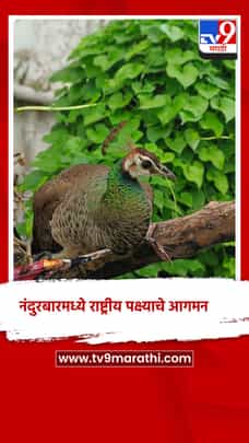 नंदुरबारमध्ये राष्ट्रीय पक्ष्याचे आगमन; मोर पाहण्यासाठी नागरिकांची गर्दी-1722786