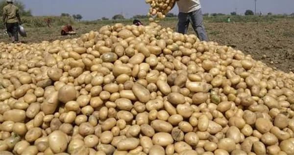 परदेशाबाहेर मूळ असलेल्या बटाट्याने संपूर्ण अर्थव्यवस्था बदलून टाकली आहे. बहुतांश शेतकऱ्यांसाठी हमखास उत्पन्न देणारे पीक आहे.