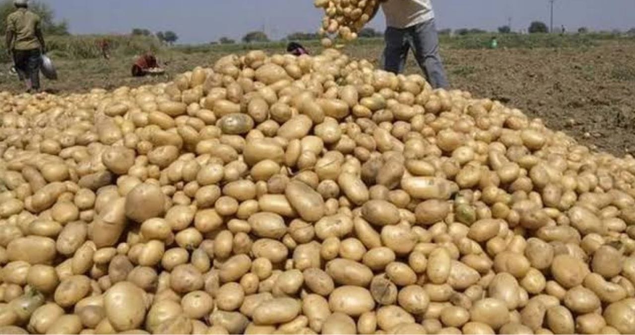परदेशाबाहेर मूळ असलेल्या बटाट्याने संपूर्ण अर्थव्यवस्था बदलून टाकली आहे. बहुतांश शेतकऱ्यांसाठी हमखास उत्पन्न देणारे पीक आहे.