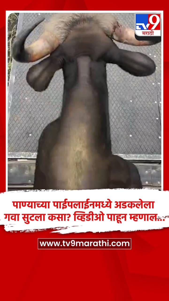 पाण्याच्या पाईपलाईनमध्ये अडकलेला गवा सुटला कसा? व्हिडीओ पाहून म्हणाल...-1702627
