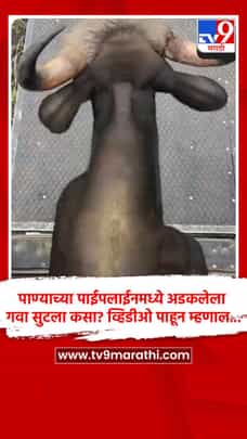 पाण्याच्या पाईपलाईनमध्ये अडकलेला गवा सुटला कसा? व्हिडीओ पाहून म्हणाल...-1702627