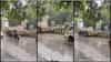 video : पुणे तिथे काय उणे, आकाशातून पावसाच्या धारा, तरी टँकरने दुभाजकावरील झाडांना पाणी...