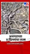 अमरावतीत अजगराच्या अंड्यांतून तब्बल 11 पिल्लांचा जन्म