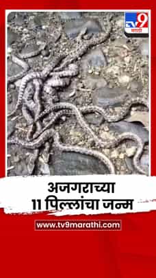 अमरावतीत अजगराच्या अंड्यांतून तब्बल 11 पिल्लांचा जन्म-1708492