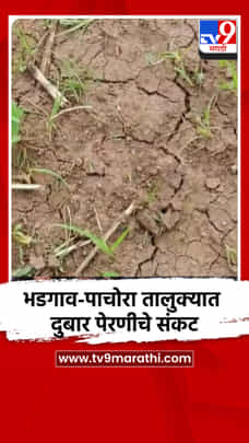 दहा दिवसांपासून पावसाची दडी; भडगाव-पाचोरा तालुक्यात दुबार पेरणीचे संकट-1714140