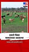 नैसर्गिक चारा नसल्याने धनगर बांधवांचा परतीचा प्रवास पूर्णपणे थांबला