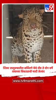 शिरूर तालुक्यातील सविंदणे येथे दीड ते दोन वर्षे वयाच्या बिबट्याची मादी जेरबंद-1714838