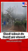 शिवाजी पार्कमध्ये तीन ठिकाणी झाडं कोसळली
