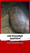 शंखी गोगलगायी मुळे शेतकरी हैराण
