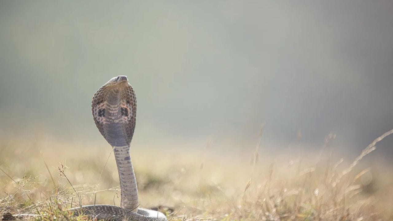 या प्राण्याच्या रक्तापासून बनवला जातो सापाच्या विषाचा उतारा, तुम्हाला माहितीये का? या प्राण्याच्या रक्तापासून बनवला जातो सापाच्या विषाचा उतारा, तुम्हाला माहितीये का?