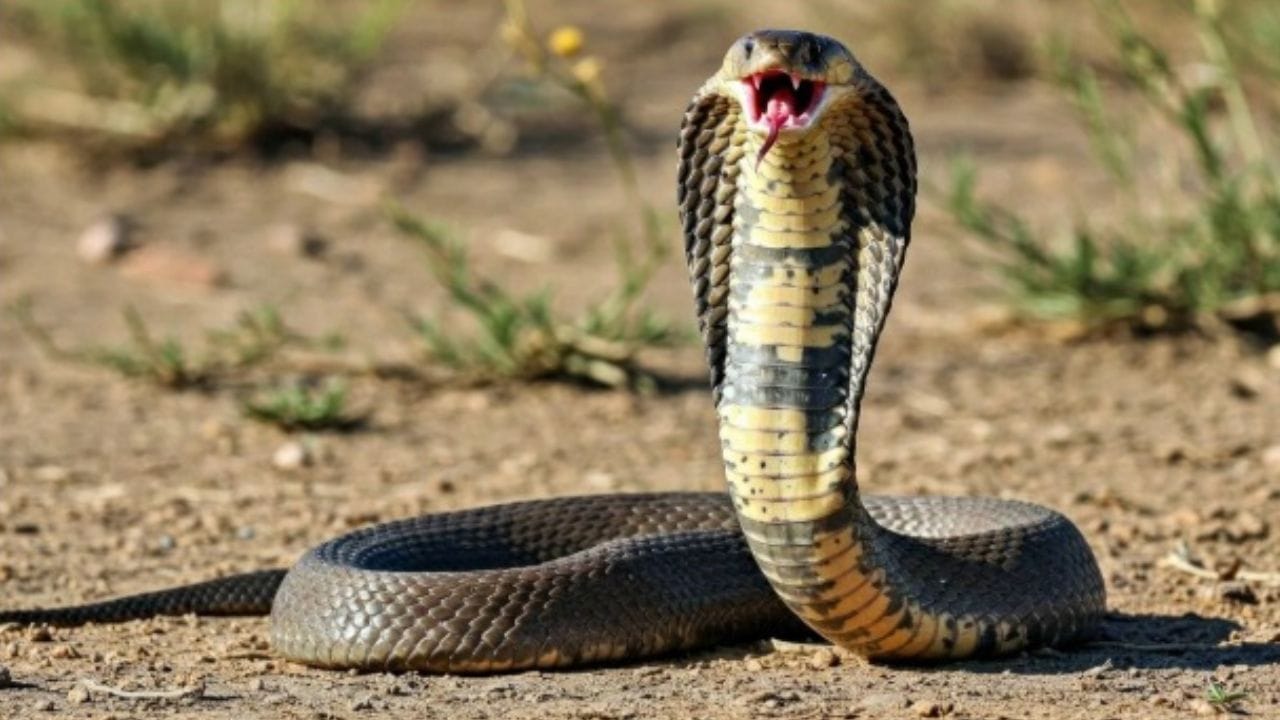 या झाडांची पानं म्हणजे सापांपासून बचावाचं सुरक्षाकवचच, भुकटी तयार करून घराच्या या भागात ठेवा, साप पुन्हा कधीच दिसणार नाही या झाडांची पानं म्हणजे सापांपासून बचावाचं सुरक्षाकवचच, भुकटी तयार करून घराच्या या भागात ठेवा, साप पुन्हा कधीच दिसणार नाही
