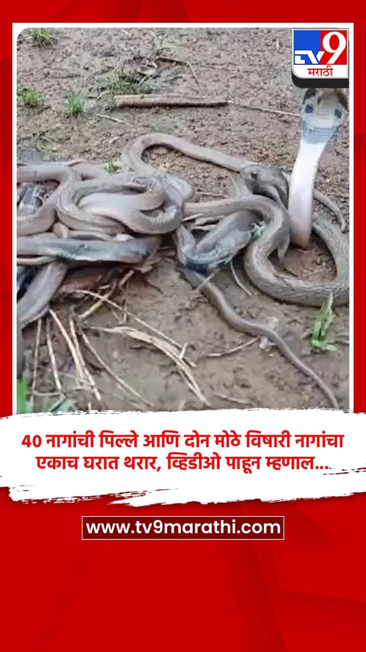 40 नागांची पिल्ले आणि दोन मोठे विषारी नागांचा एकाच घरात थरार, व्हिडीओ पाहून म्हणाल...-1705019