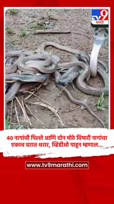 40 नागांची पिल्ले आणि दोन मोठे विषारी नागांचा एकाच घरात थरार, व्हिडीओ पाहून म्हणाल...-1705019