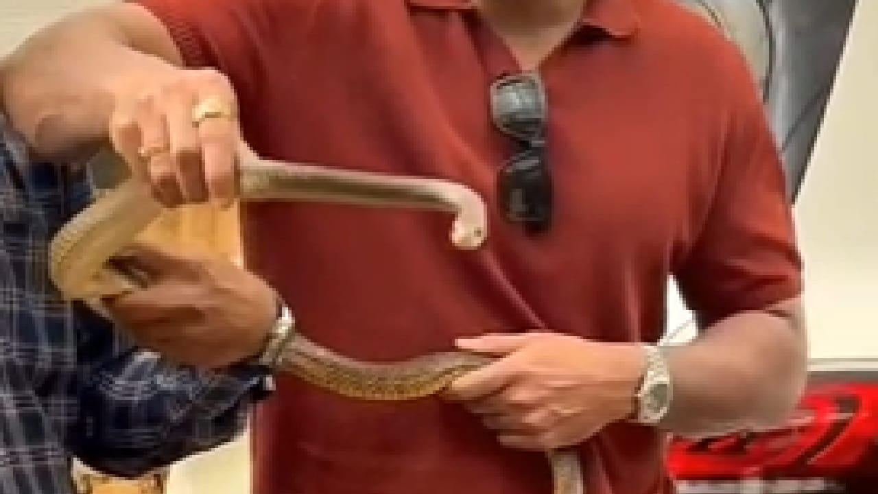 परिसरात साप आढळल्यास त्याला मारण्याचा किंवा पकडण्याचा प्रयत्न करू नये. त्याऐवजी वन विभागाच्या 1926 या हेल्पलाइनवर किंवा जवळच्या सर्पमित्राशी संपर्क साधून सापाचे सुरक्षित रेस्क्यू करून घ्यावे असे आवाहन करण्यात आले आहे.
