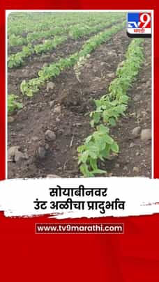 सोयाबीनवर उंट अळीचा प्रादुर्भाव; पानांची मोठ्या प्रमाणात कुरतड, शेतकरी चिंतेत-1709791
