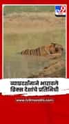 ताडोबा-अंधारी व्याघ्र प्रकल्पातील संस्मरणीय व्याघ्रदर्शनाने भारावले ब्रिक्स देशांचे प्रतिनिधी