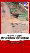 वाघाला पाहून थेट वीजेच्या खांबावर चढत कर्मचाऱ्यांनी वाजवला स्वत:चा जीव