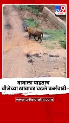 वाघाला पाहून थेट वीजेच्या खांबावर चढत कर्मचाऱ्यांनी वाजवला स्वत:चा जीव-1719994