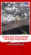 तीन दिवस पुराच्या पाण्यात अडकलेल्या 'टॉमी'ची सुटका; शिवदुर्ग रेस्क्यू टीम